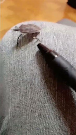 Stink bug 🪲 invasion incident [251122] #insects