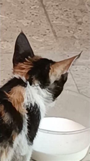 Please provide food to such a street innocent kitten 🙏. Please be kind to animals.