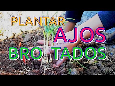 How to Plant Sprouting Garlic | Home Garden || Daniel's Garden