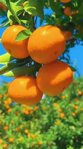 How to Make Homemade Orange Solid Perfume #solidperfume #diyfragrance #orangescent