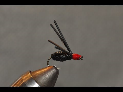 A Black Bully Spider with a Hot Spot