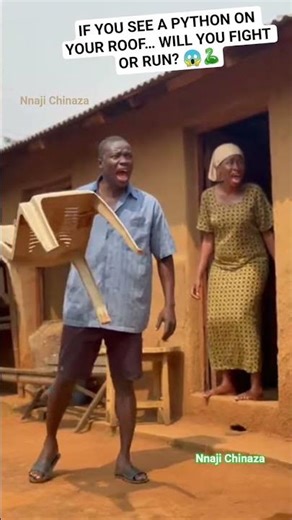 SEE SPEED OOO 😱🐍🤣 #ballpython #pythong #funniest #comedy