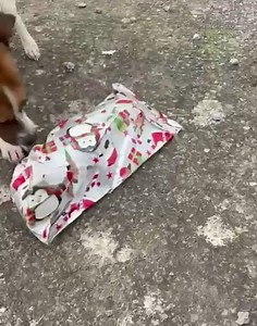 27 reactions | We had great fun yesterday with the dogs, cats and kitties with their pressies. Marley beat it all he was so excited! New boy barking in the background. Thank you to all the people who sent food, toys , trays and pressies to our babies . It made their Christmas Day. Hopefully more of our challenging little souls will find homes next year. We can only wish. | Munster lost and found pet helpline | Facebook