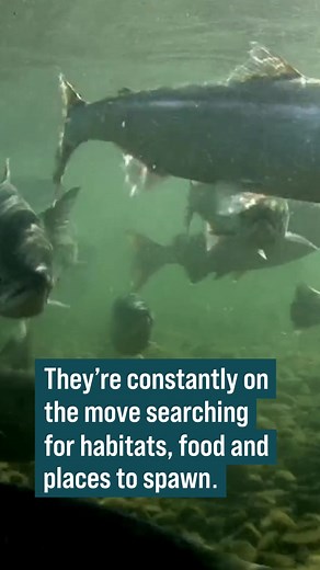 2.4K views · 129 reactions | Across the country, @USFWS’s National...