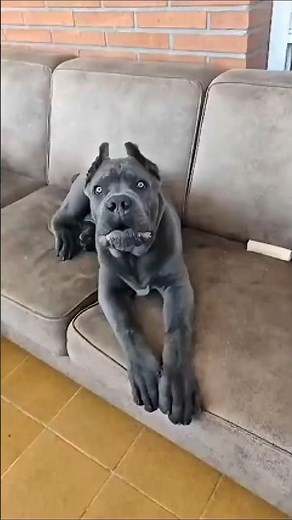 Power of transformation dog's 🐕‍🦺 #viral #trending #shorts #reels #ytshorts #explorepage #fyp