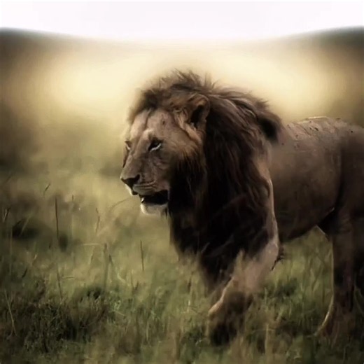 The Warriors Face Cards: Lion Lore Explained
