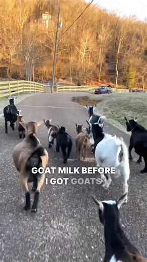 168K views · 3.4K reactions | Goat milk tastes better than cow milk?! 勞 #GoatMilk #MilkDebate #DairySecrets #GoatRaising #HomesteadLife #FarmFresh #AlternativeDairy #NutritionalBenefits #CuriousGoats #TastySurprises | Anne of All Trades | Facebook