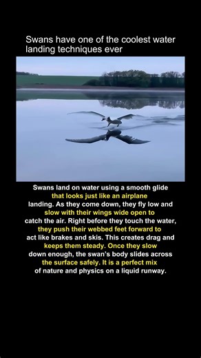 Swan Water Landing Technique Explained #shorts #wildlife
