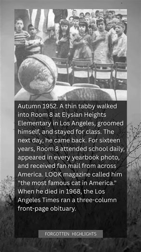 A Stray Cat Walked Into a Classroom in 1952 & Attend School for 16 Years, Never Missing a Single Day