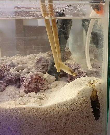 Zebra Mantis Shrimp Feeding, Striking