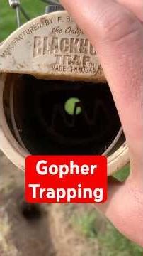 Gopher Trap setting #trapping