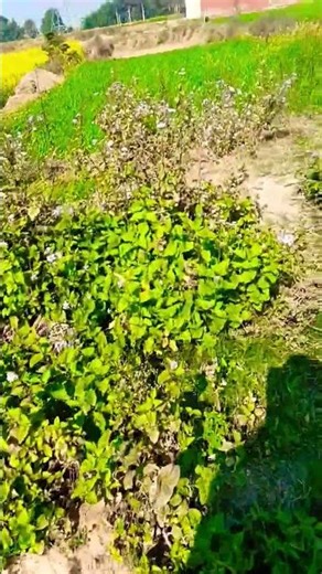 Diwana #newsong #love #nature