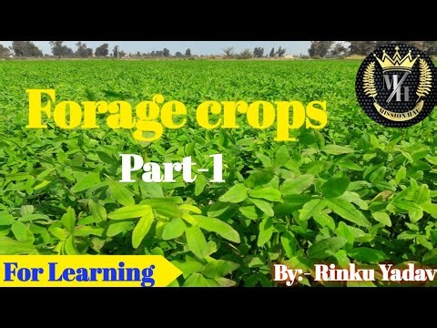 Forage crops | Part-1 | Rabi Season Fodder crops | #CCCSHAU || ‪@MissionHAU‬