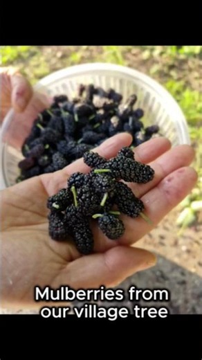 We Made Korean Rice Wine with Fresh Mulberries