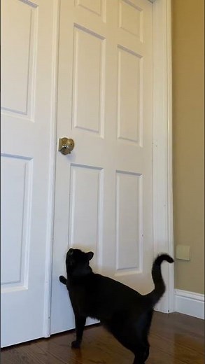 Sad Cat Diaries 2 #Shorts