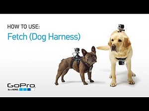 New GoPro Camera Harness Captures Dog's-Eye View