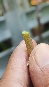 449K views · 3.1K reactions | Planting fruit tree seedlings EP323 | GraftingPlants | Facebook