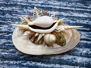 Custom Seashell Jewelry Box: Coastal Home Decor (8.5x5x4inch) - Etsy