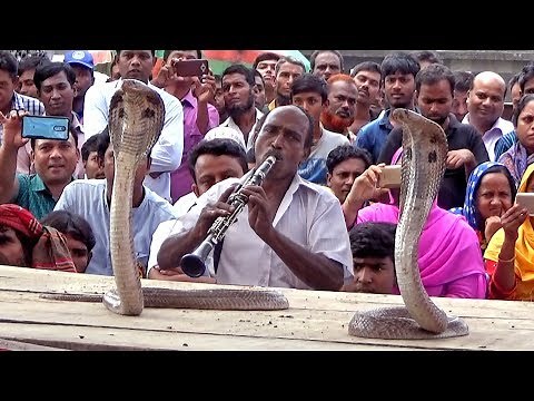 Cobra Snake Dance With Flute Music and Song by The Snake Charmer