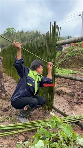 Popular technique for building a fence with thin bamboo