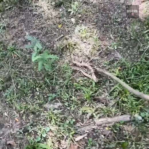 These SNAKES Are No Joke #Copperhead #Snakes #CountryLiving #WildSnakes | Doss Farms