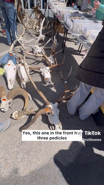 Exploring Unique 3-Antlered Elk at Elkfest 2024