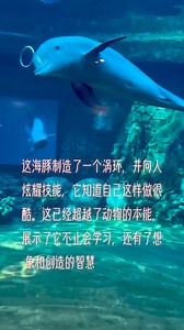 海豚制造了一个涡环 The dolphin creates a vortex ring. | Beautiful places in China