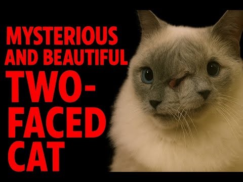 Mysterious And Beautiful Two-Faced Cat