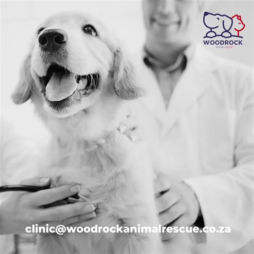 Did you know that sterilizing your pet can help prevent illnesses and certain unwanted behaviors? 💭 On Wednesdays Woodrock Animal Rescue have a sterilization drive! Book now 📧 clinic@woodrockanimalrescue.co.za | Woodrock Animal Rescue