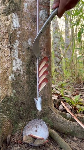 Superior Rubber Trees That yield An abundant supply Of high-quality Latex #rubberwood #rubbertapping