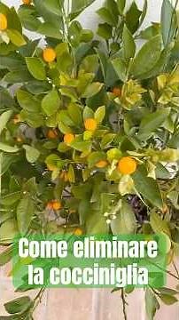 COME ELIMINARE LA COCCINIGLIA IN MODO NATURALE - Fatto in Casa da Benedetta