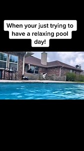#dogsoftiktok #dogsoftiktok #dogs #baddogsoftiktok #petsoftiktok #pooldog #summer #cannonball #doglover #TrendTok #bustersworld | bustersworld4