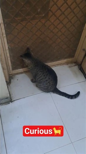 🐈😻Eye on Neighbourhood | Pichu | #youtubeshorts #cat #ytshorts #cute #shorts