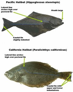 What is the difference between Pacific halibut and California halibut? [2025] | QAQooking.wiki