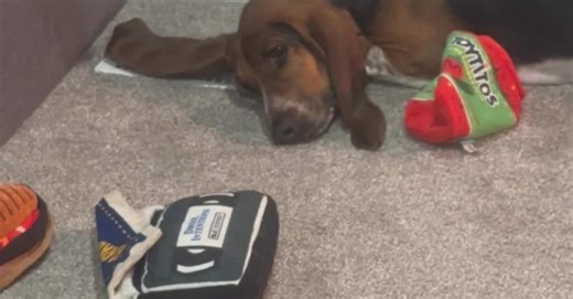Basset Hounds Airs Out Ears On Vent