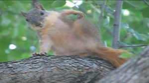 When you've got an itch that just won't quit! | America's Funniest Home Videos