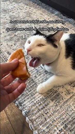 Here kitty you can has cheezburger 🥸🍔 #cat #meme #shorts