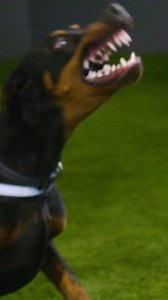 249K views · 2.4K reactions | You Don't Want To Mess With These Guard Dogs  | BIG DOGZ | Facebook