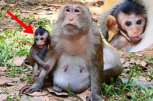 286K views · 7.5K reactions | Mostly sad baby Draya crying request milk but finally she success plenty milk | Monkey Mister | Facebook