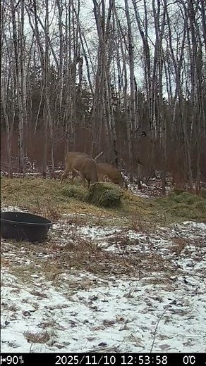 Beautiful creatures, I can watch them everyday.