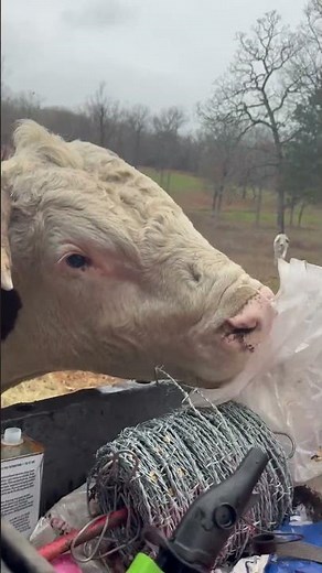 We don’t call Rufus a bull for nothing. #rufusthebull #cow