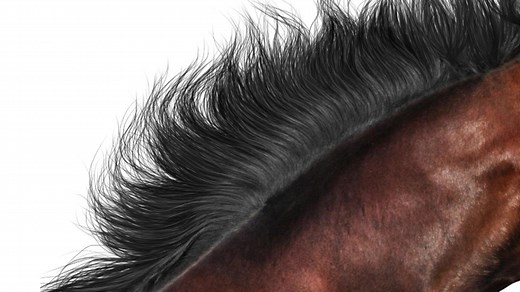 Horse DNA Collection