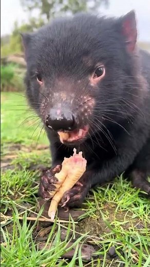 Tasmanian Devil Scream – The Sound Before It Attacks