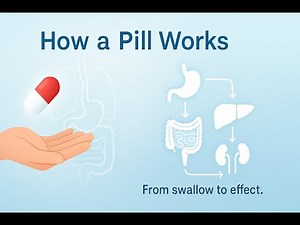 The Pill’s Journey Through the Body