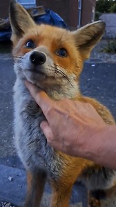 Beautiful Foxes😍#foxanimals #savethefoxes #foxanimaltotem #foxbody #foxoftheday #foxy #foxtv #fox #foxanimal #foxes #FoxNews #foxnews #foxanimalart #foxanimaljam | Save The Foxes