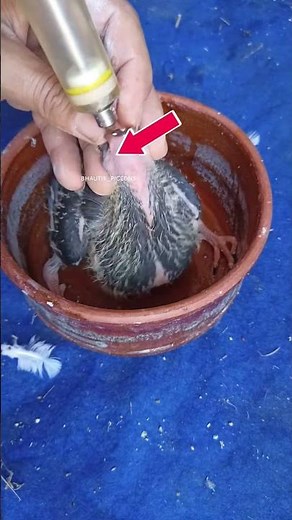 How to feed a baby pigeon