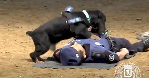 Dog "saving" cop in demo video goes viral