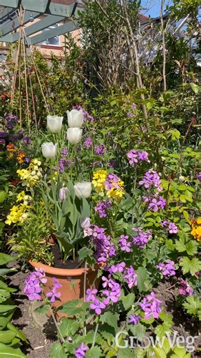 3.9K views · 41 reactions | Time to plant any spring bulbs that you bought and forgot about! Plant tulips in late October or November to minimize the risk of tulip fire, a fungal disease that thrives in warmer soil. The cooler temperatures at this time help suppress the fungus. Planting can be done as late as December or January, as the bulbs should still bloom in the spring. | GrowVeg | Facebook