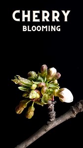 46K views · 990 reactions | Cherry Blooming Timelapse #timelapse #cherryblossom #flowers #plants #plantgrowth | Growing Timelapse | Facebook