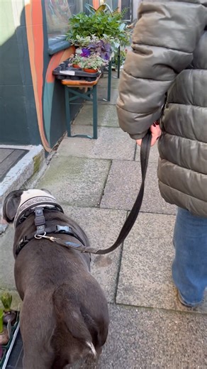 28 reactions · 5 comments | Wilma absolutely smashing her loose-lead walk today  She used to power forward the second anything exciting happened, but her human’s put the work in and it’s really paying off. We wandered through a pretty lively street and she stayed soft, steady and connected the whole way ❤️ Love seeing teams grow like this! | Puppy Pals Cumbria | Facebook